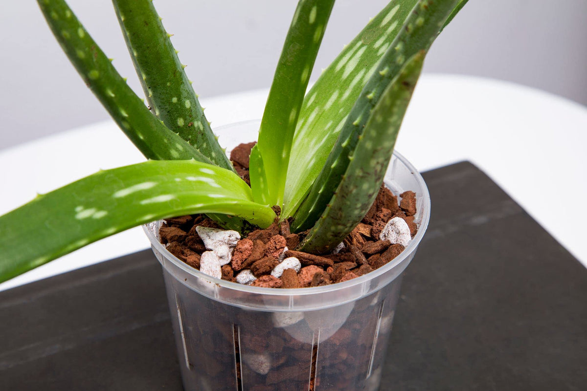 rePotme crystal clear pot with inner space for orchid roots and media.