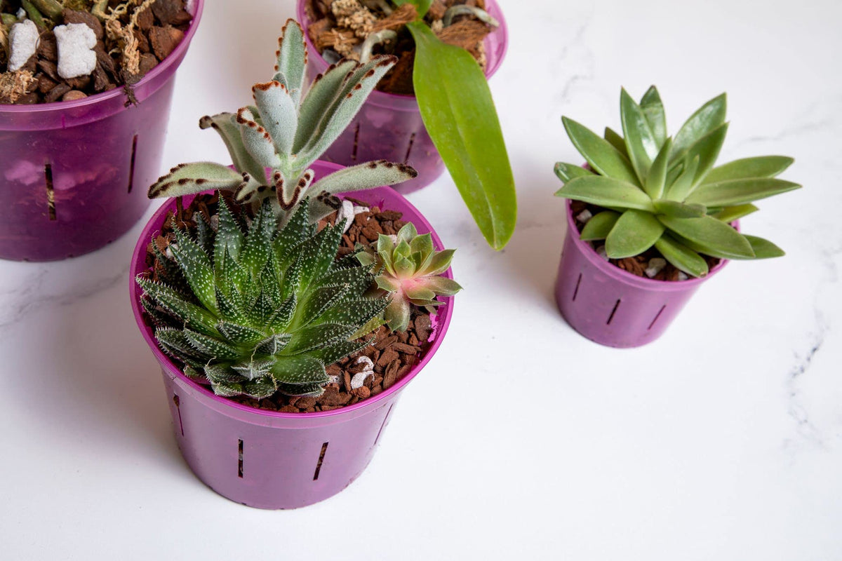 rePotme slotted orchid pot shows sturdy construction for long-lasting use.