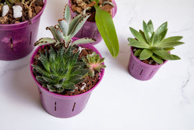 rePotme slotted orchid pot shows sturdy construction for long-lasting use.