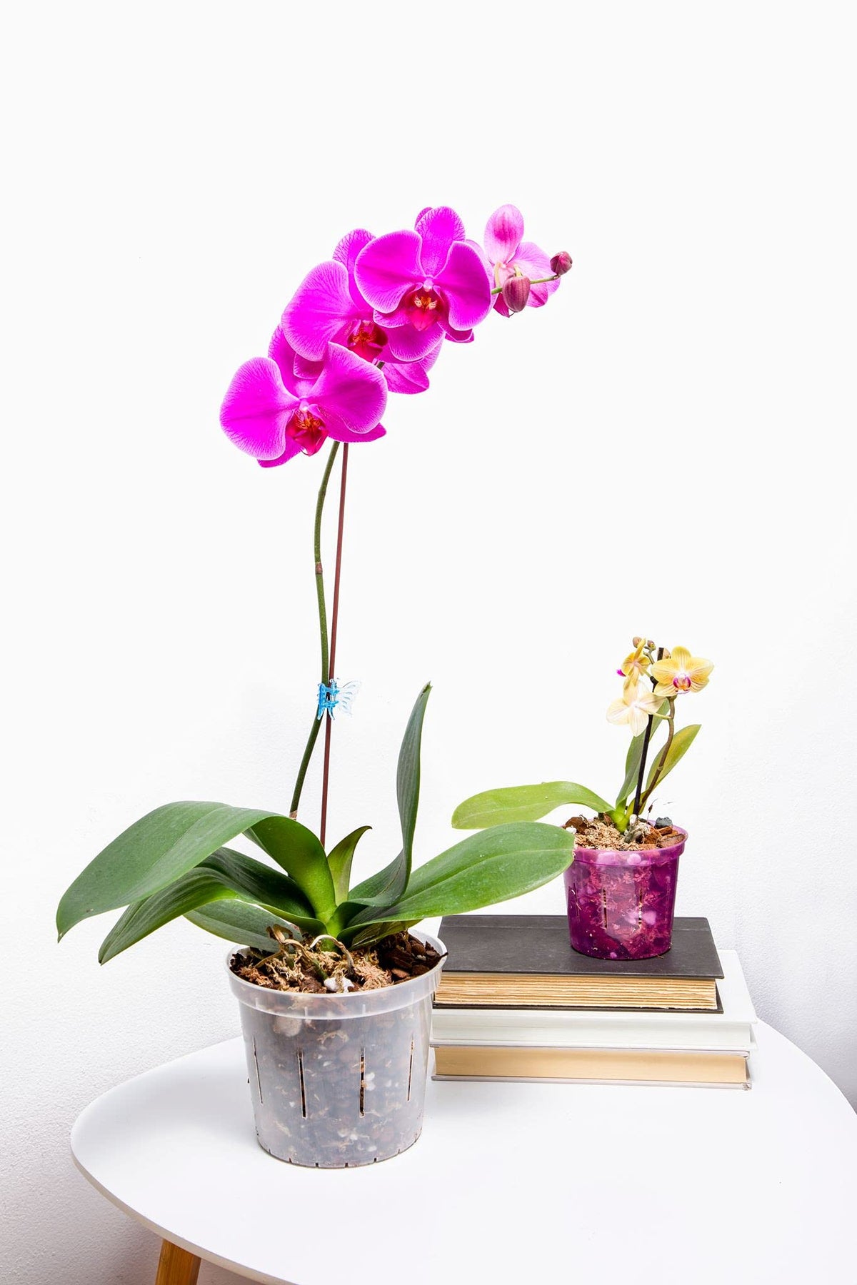 rePotme 6-inch slotted orchid pot promotes robust root growth