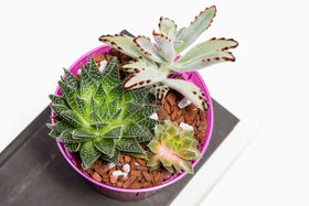 rePotme slotted orchid pots highlight airflow-driven root health