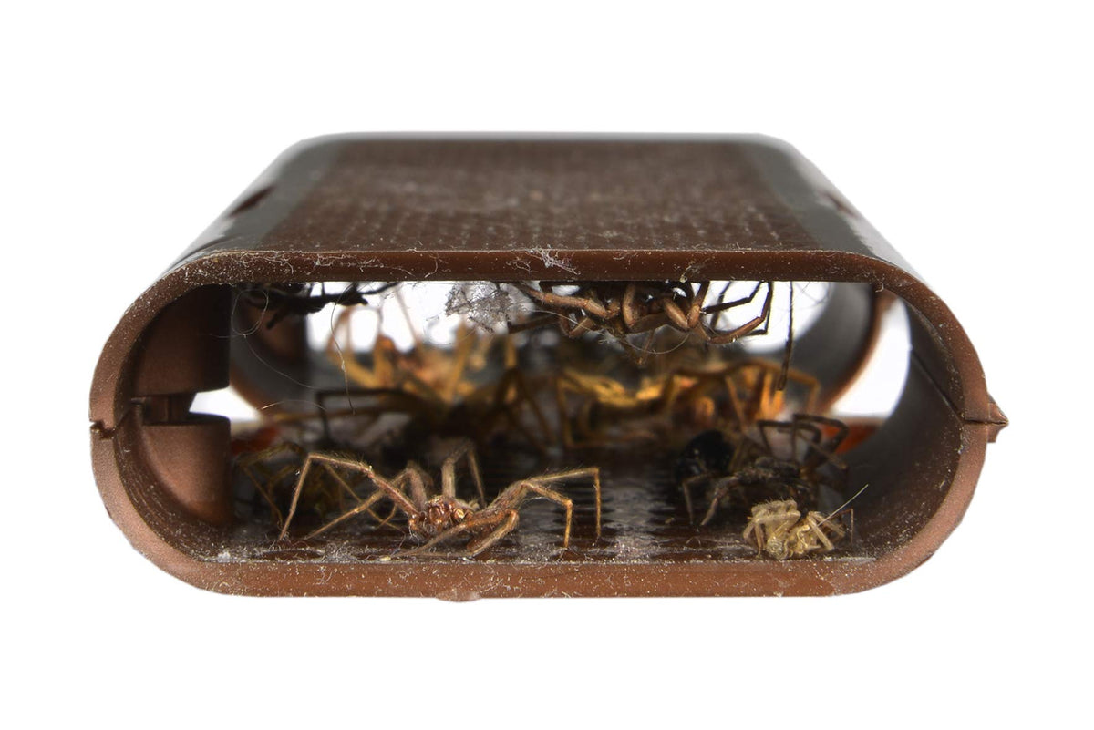 RESCUE! Spider Trap placed indoors along common spider paths.