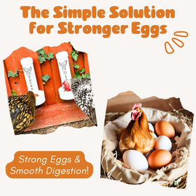 Revolutionary Chicken drainage-holes close-up shows moisture control while shells and grit stay ready
