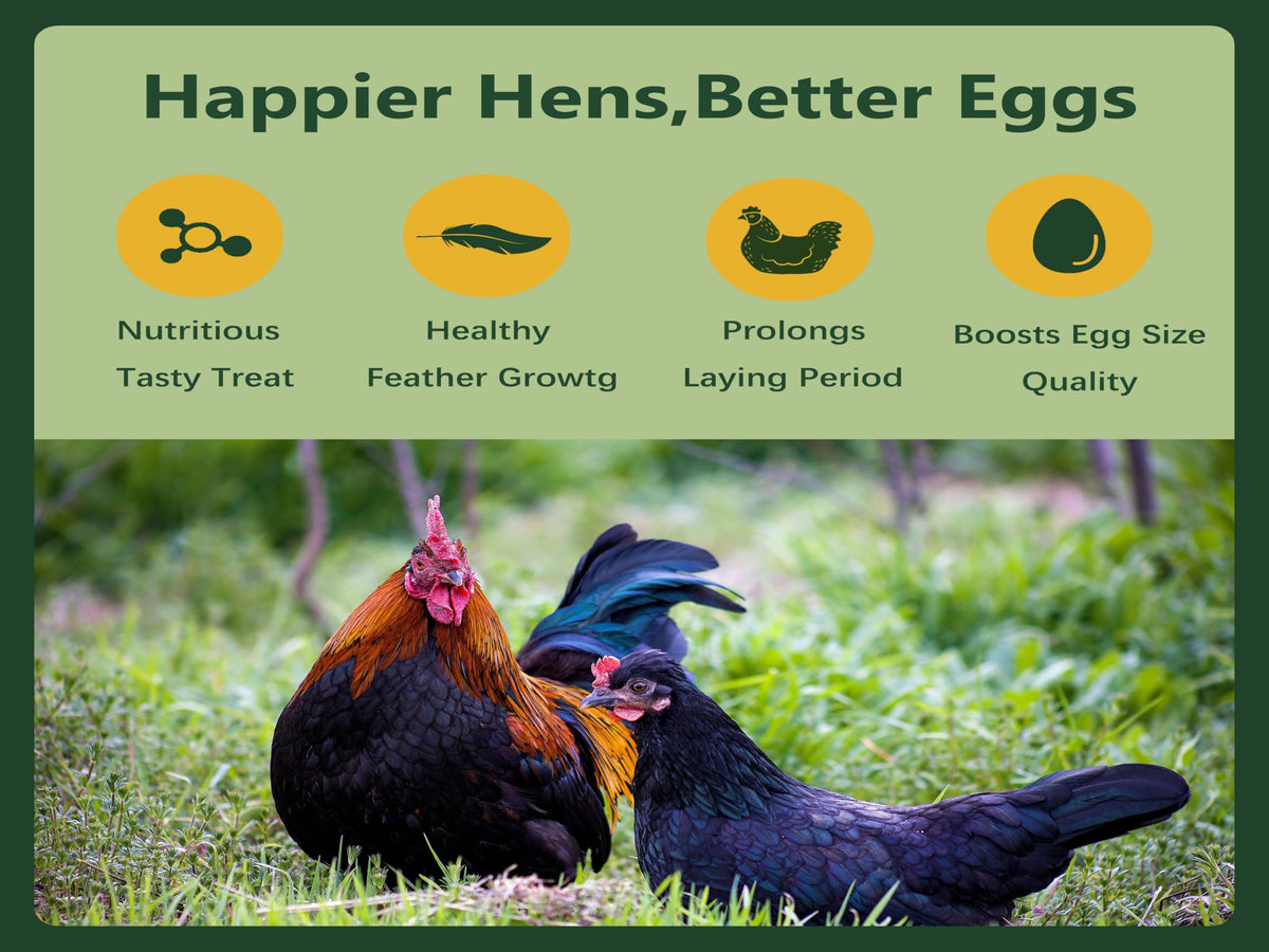 Rexilon larvae highlight calcium content for strong bones in hens