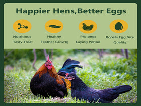 Rexilon larvae highlight calcium content for strong bones in hens