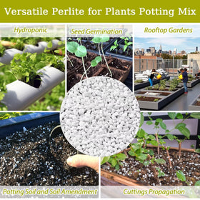 Riare perlite in container plants like cacti and succulents enhances airflow