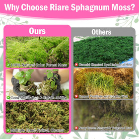 Riare decorative moss for DIY crafts adds natural green texture to displays.