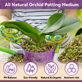Riare epiphytic orchid setup promotes air circulation and moisture balance.