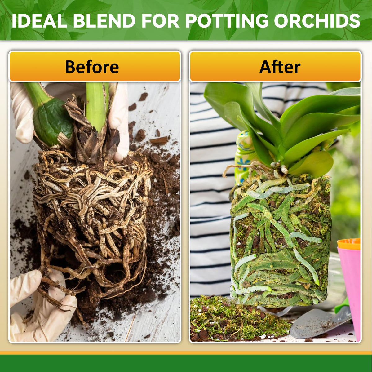 Riare epiphytic orchid environment mimic for natural moisture balance.