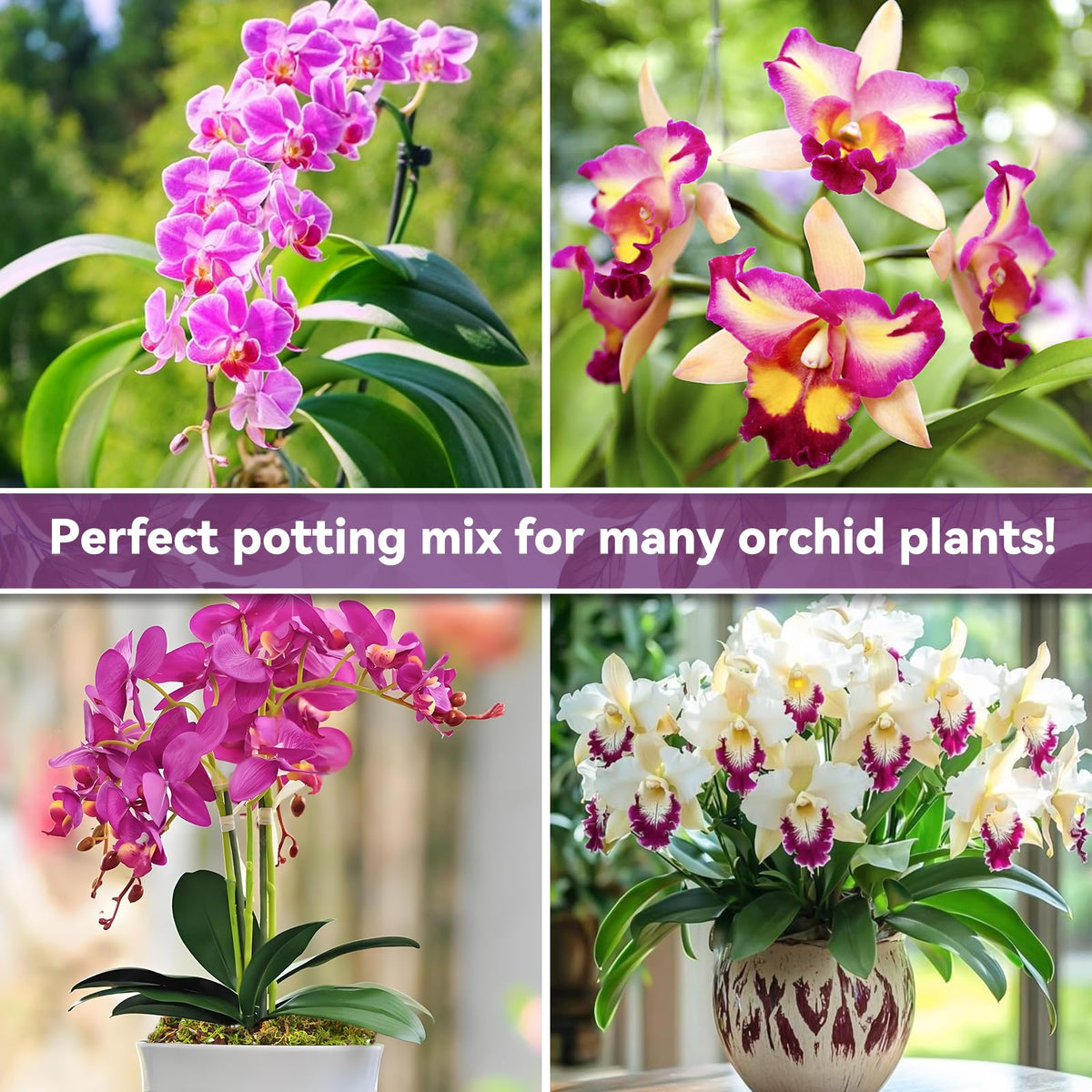 Riare mix suits moisture-loving plants like ferns and succulents.