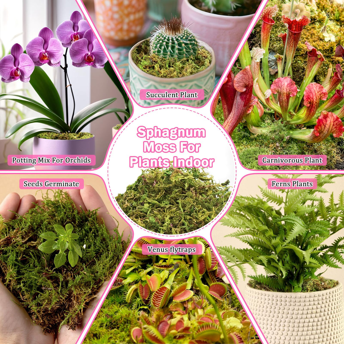 Riare moss mini-landscape for aquariums creates lush, low-maintenance scenery.
