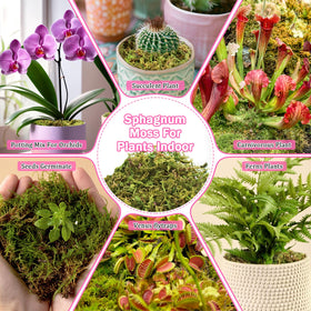 Riare moss mini-landscape for aquariums creates lush, low-maintenance scenery.