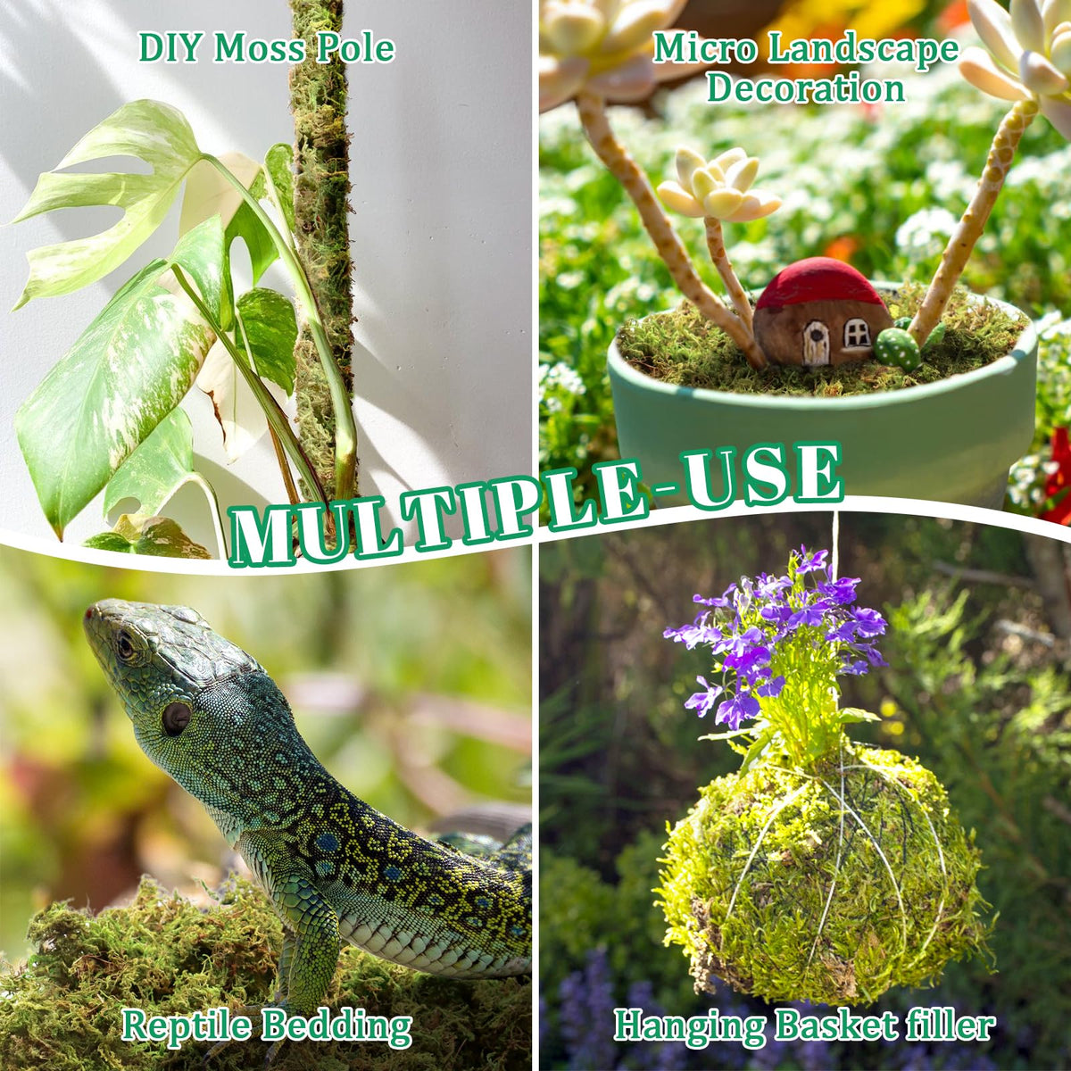 Riare moss succulent hanging basket accent stays hydrated