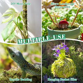 Riare moss succulent hanging basket accent stays hydrated