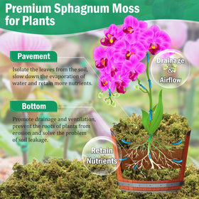 Riare orchid moss soft fluff after soaking supports healthy root airflow