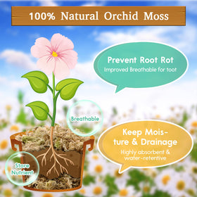 Orchid moss application by Riare supports delicate orchid roots