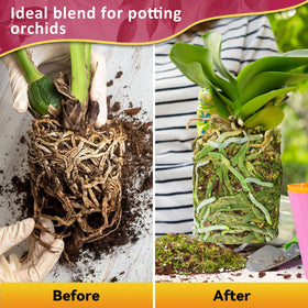 Coco peat in Riare mix nourishes roots and maintains moisture