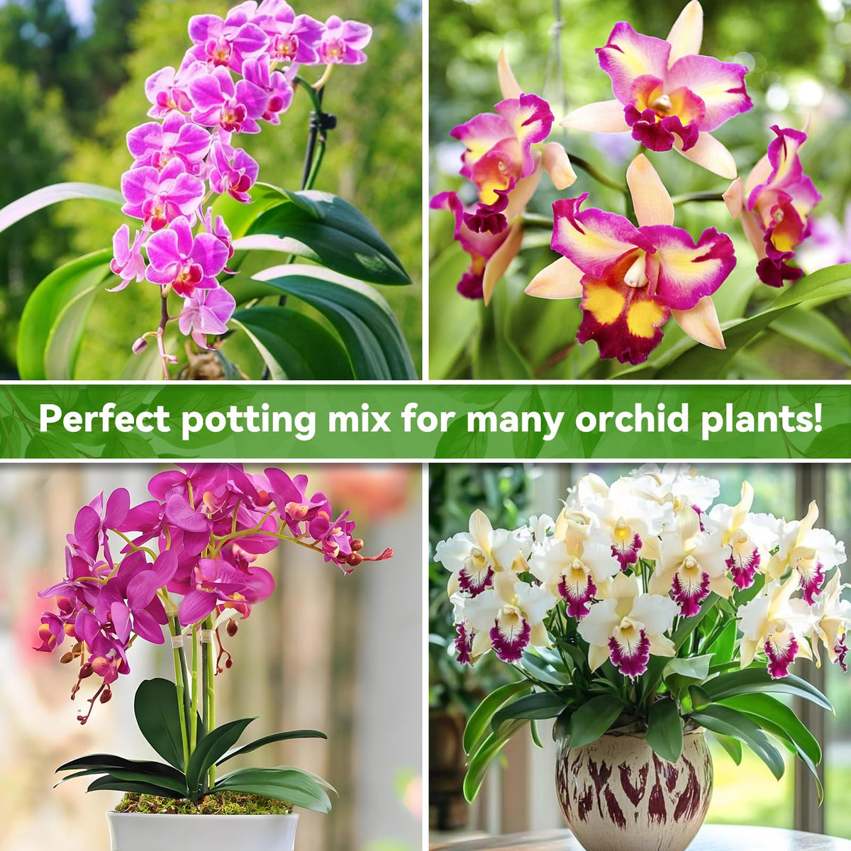 Riare ready-to-use orchid soil simplifies repotting and daily care.