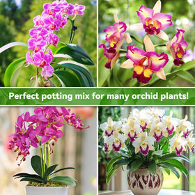 Riare ready-to-use orchid soil simplifies repotting and daily care.