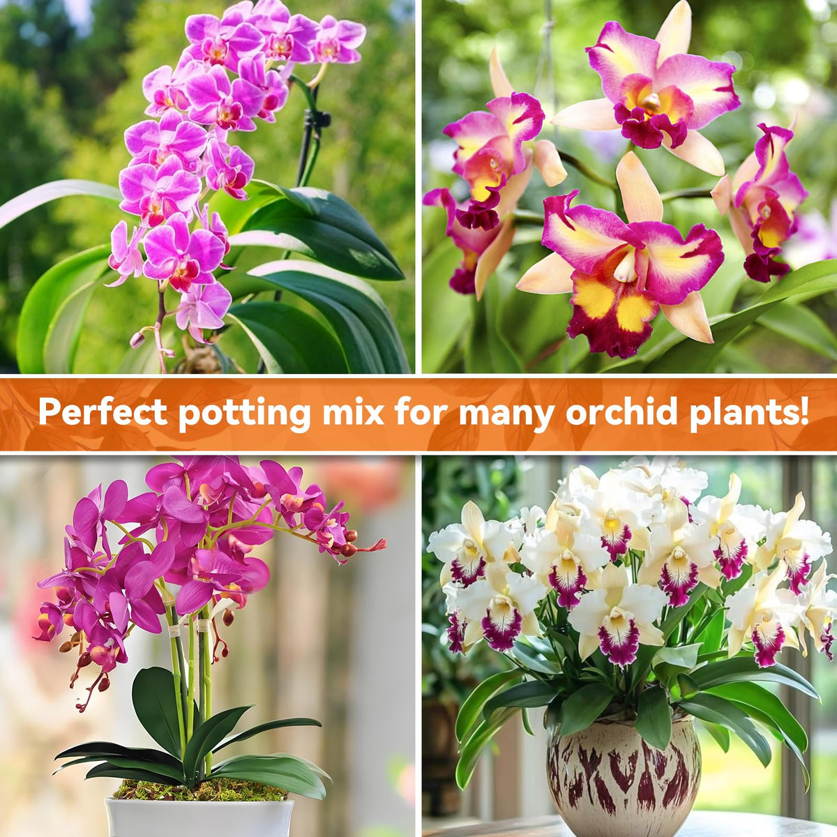 Riare resealable bag open shows easy-to-use orchid potting mix.
