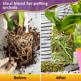 Riare potting media used during repotting for strong roots.