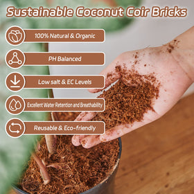 Riare coco coir supports seedling germination and nursery care.
