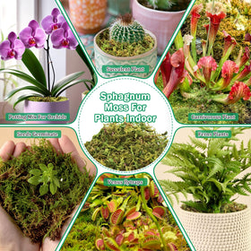 Riare sphagnum moss aquarium-friendly decor adds natural color