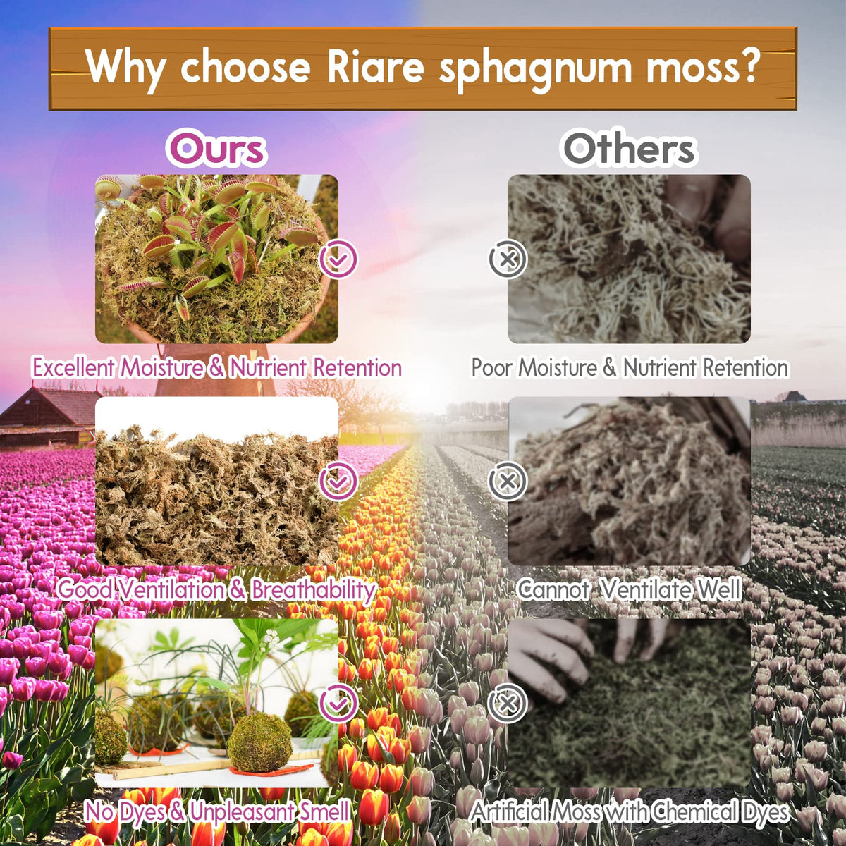 Terrarium use of Riare moss enhances humidity and natural aesthetics