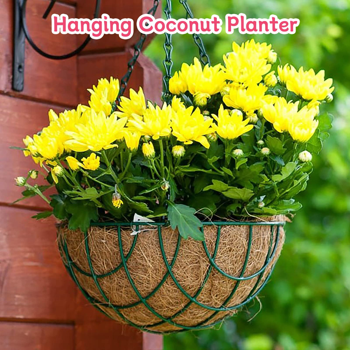 Riare eco-friendly coco liner ideal for garden setups.