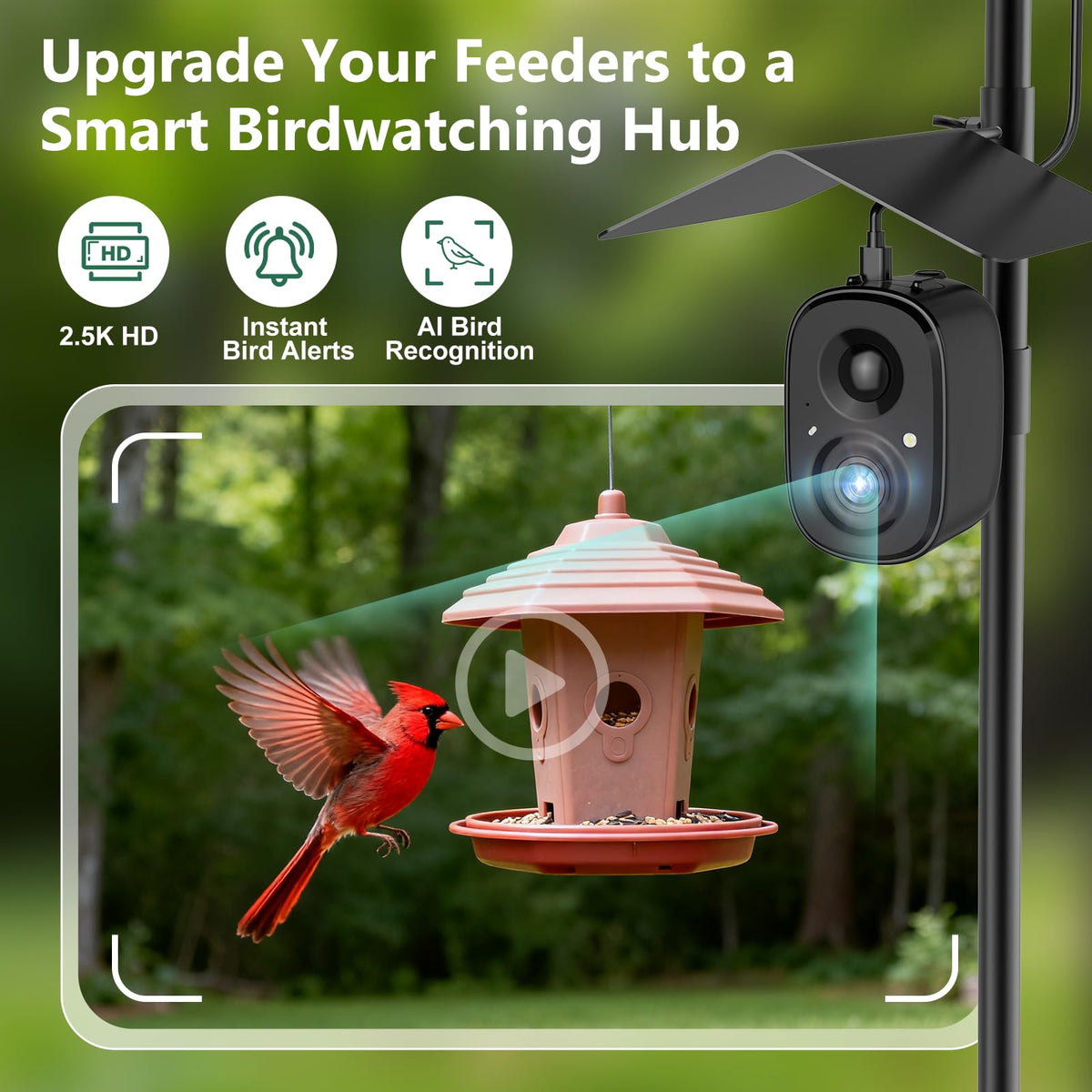 RichBird Live 2.5K video captures vivid backyard visits in real time.