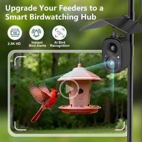 RichBird Live 2.5K video captures vivid backyard visits in real time.
