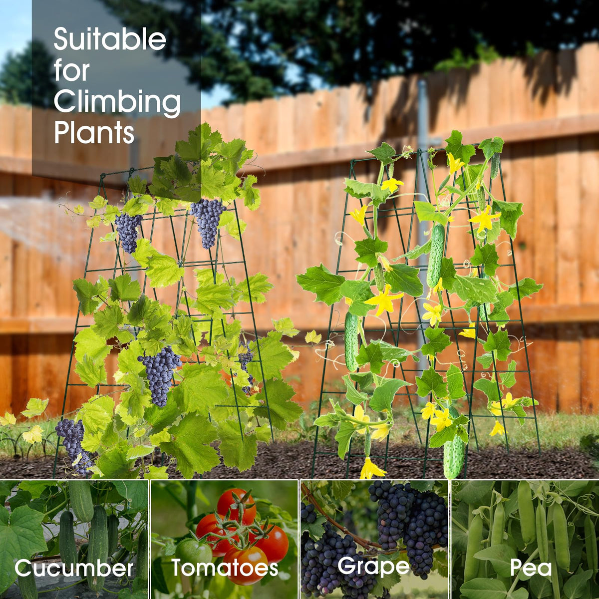 RIFNY durable iron trellis with green coating withstands outdoor weather.