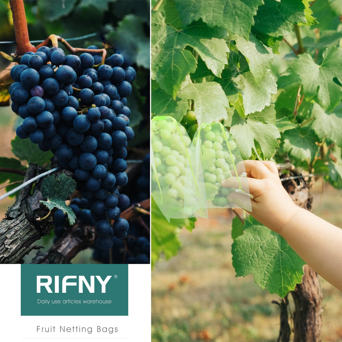 RIFNY easy-install drawstring bag protecting peaches from birds during ripening