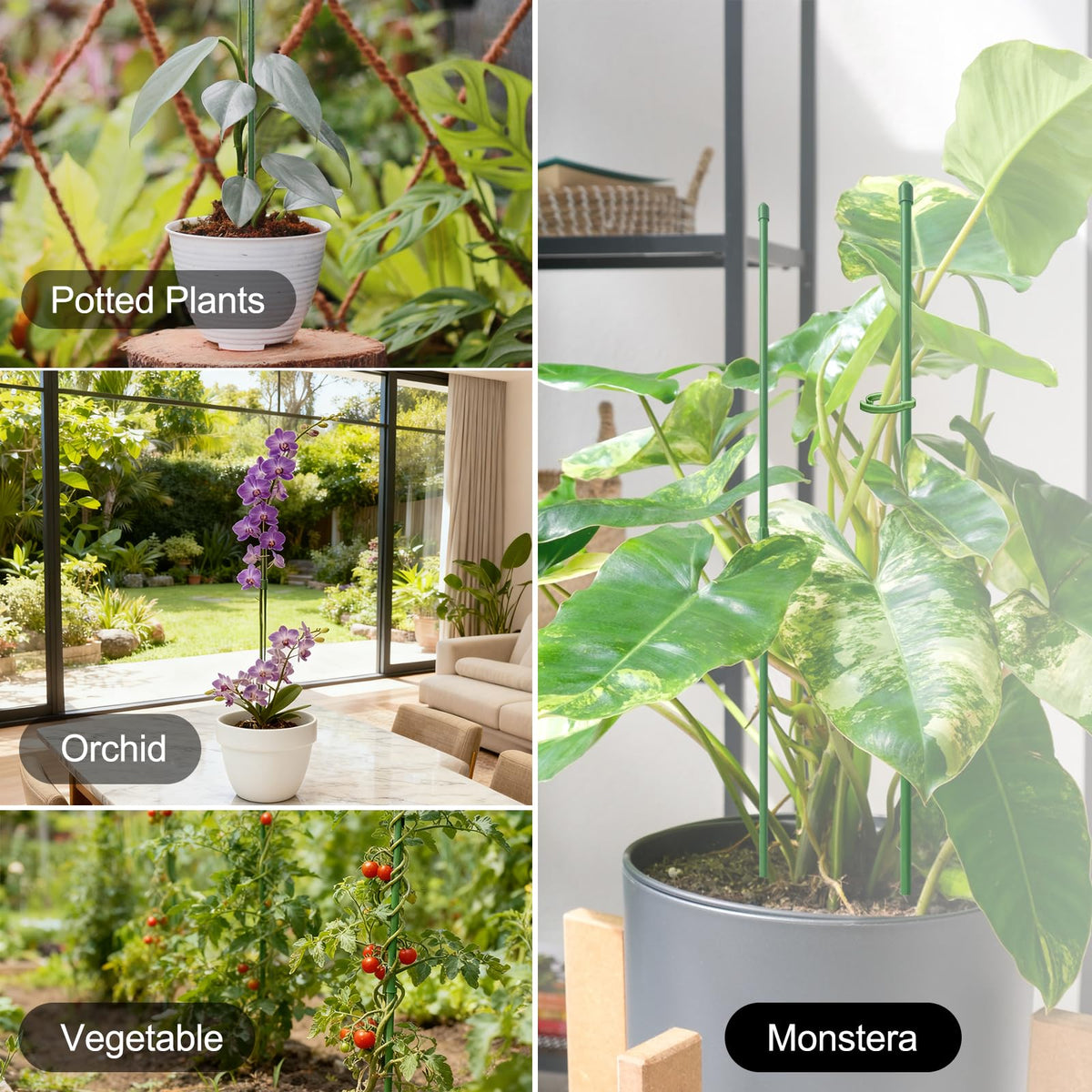 RIFNY green plant stake kit enhances indoor or outdoor plant stability