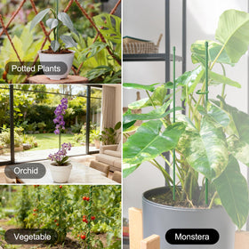RIFNY green plant stake kit enhances indoor or outdoor plant stability