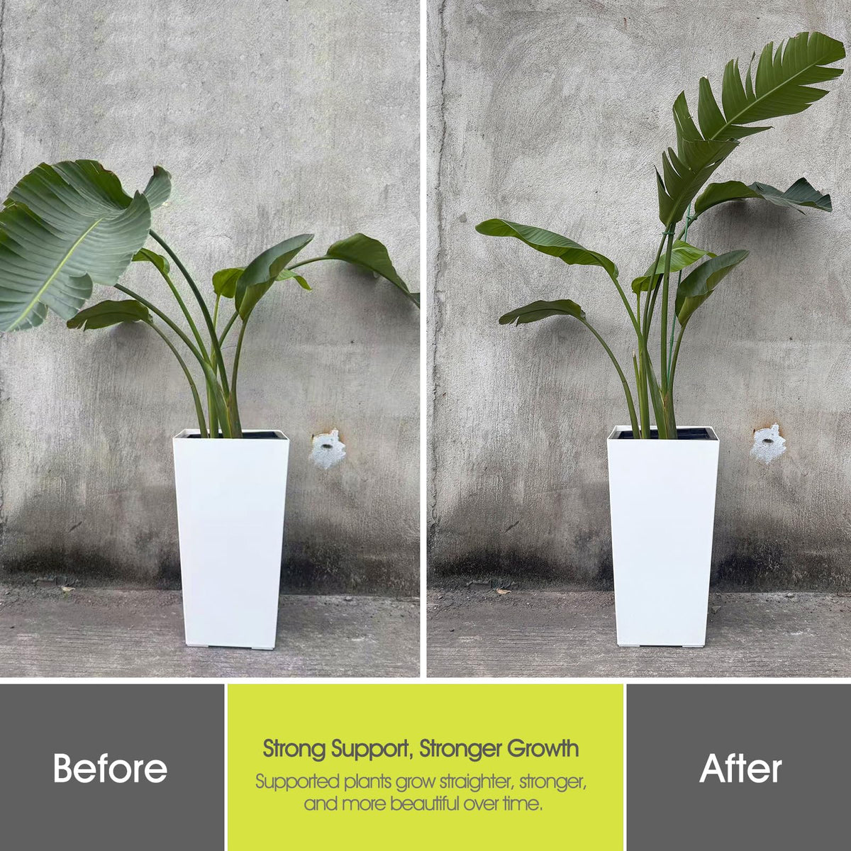 RIFNY sturdy stake providing stable upright growth in sun, rain, and wind