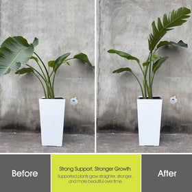 RIFNY sturdy stake providing stable upright growth in sun, rain, and wind