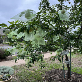RIFNY multi-pack green bags for seasonal fruit coverage and easy storage