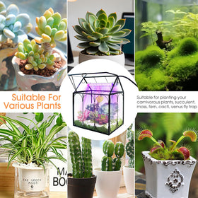 RIFNY office decor terrarium setup on a desk