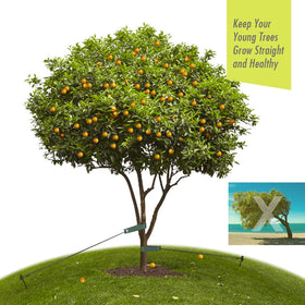 Easy setup demonstration of RIFNY tree stake kit components