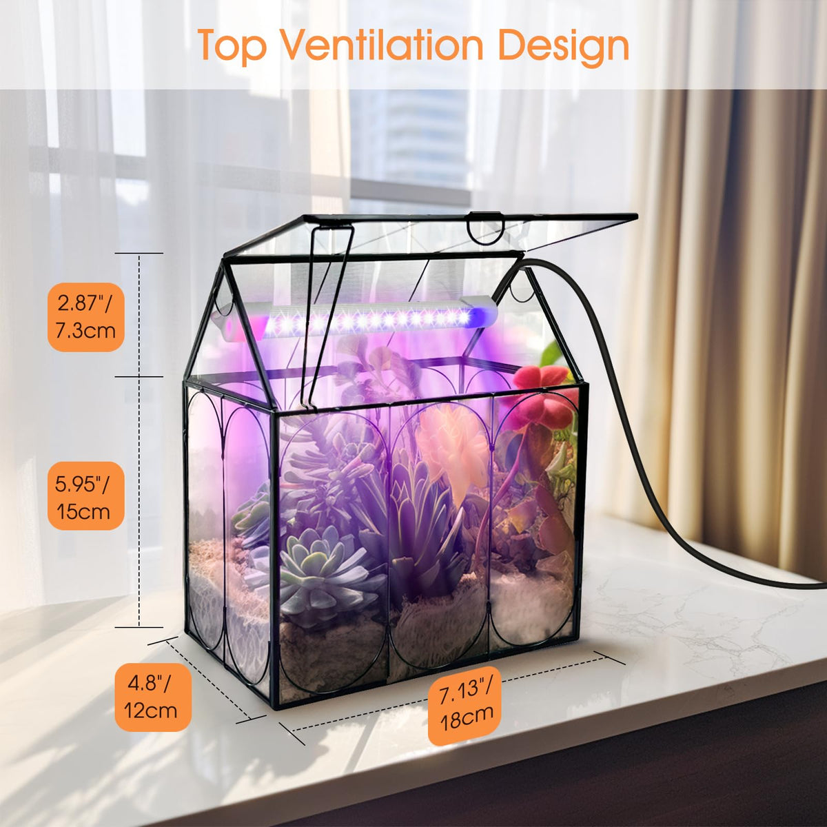 RIFNY Venus fly trap inside terrarium ready for care