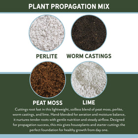 Rio Hamza Trading houseplants ready for propagation in this soilless blend.