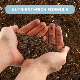 Rio Hamza Trading Money Tree Soil in pot supports robust root growth.