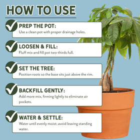 Perlite in Rio Hamza Trading Money Tree Soil improves drainage.
