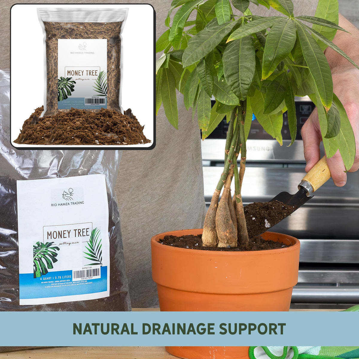 Money Tree Soil repotting setup with Rio Hamza Trading product.