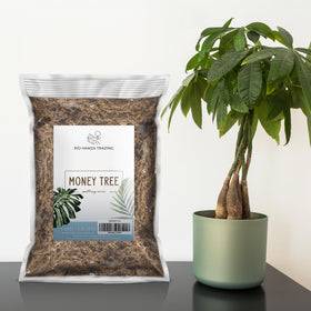 Close-up of Rio Hamza Trading Money Tree Soil texture showing nutrients.