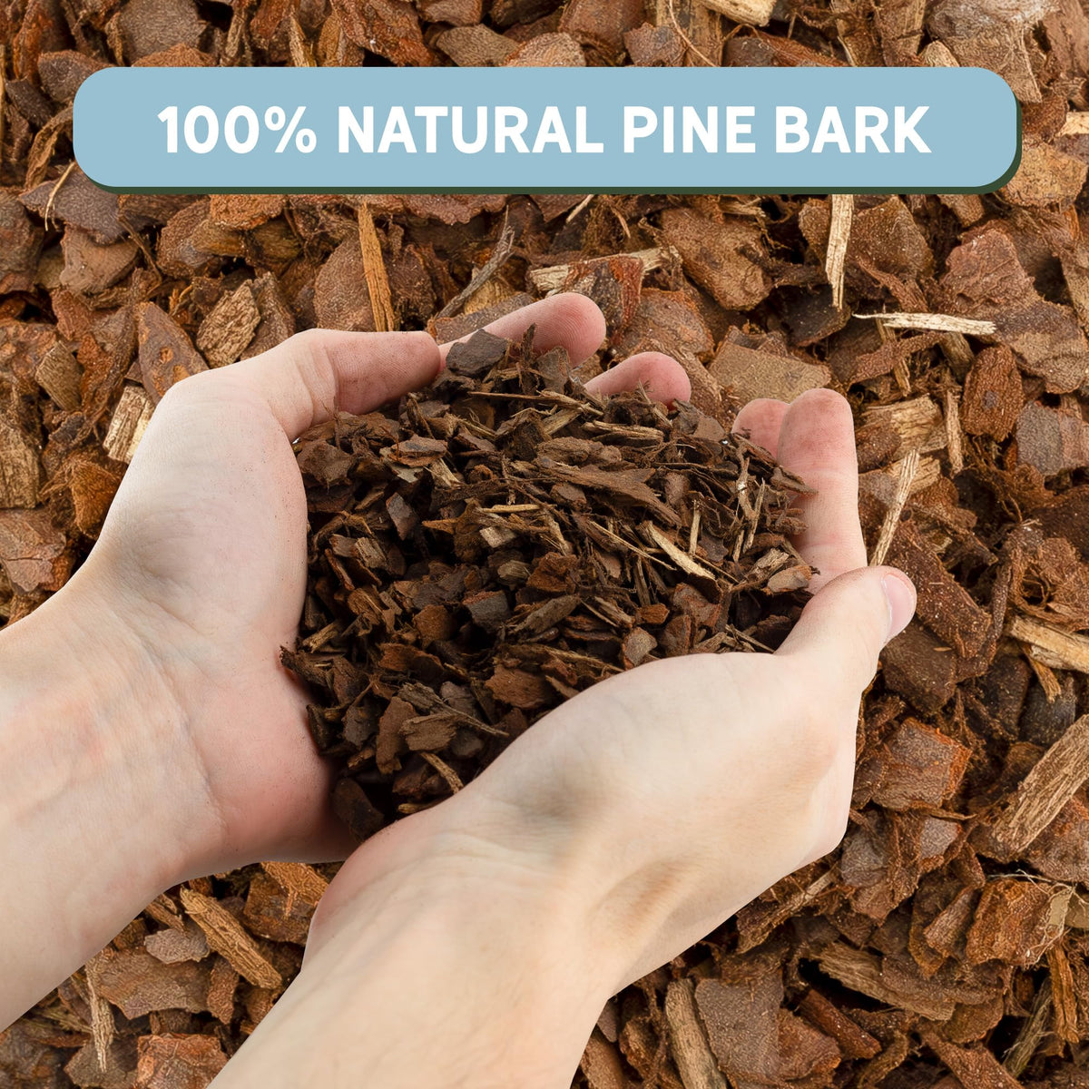 Rio Hamza Trading orchid bark used with Phalaenopsis for aeration.