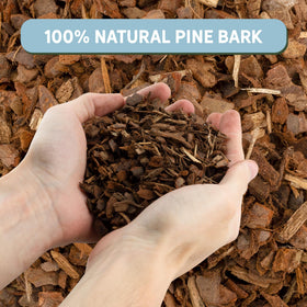 Rio Hamza Trading orchid bark used with Phalaenopsis for aeration.
