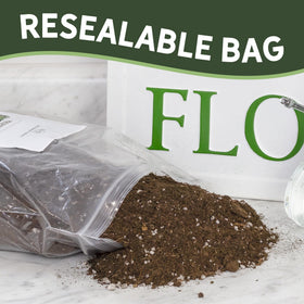 Rio Hamza Trading root development supported by the soilless propagation mix.