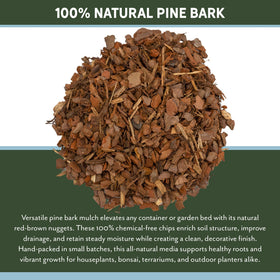 Rio Hamza Trading terrarium pine bark mulch for natural ground cover.